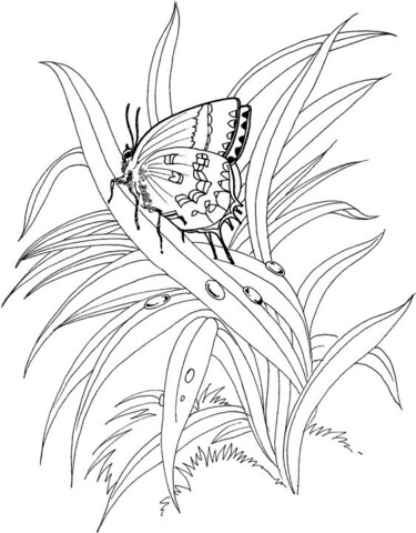 Butterfly Is Standing On The Plant Coloring Page